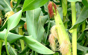 Aside_corn-big