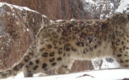 Aside_426_snow_leophard