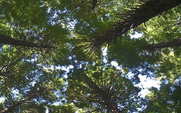 Aside_426_redwood