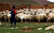 Aside_426_herders_closer