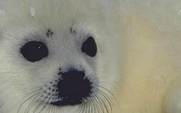 Aside_426_seal_close