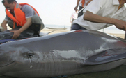 Aside_426_finless_porpoise