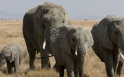 Aside_elephant1