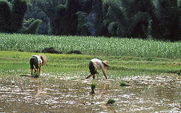 Aside_426_rice_paddy