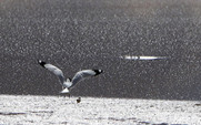Aside_426_slideshow