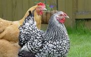 Aside_backyard_chicken_426