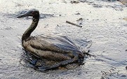 Aside_oiled_bird_426