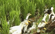 Aside_agriculture_green_426