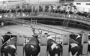 Aside_426_milk_factory