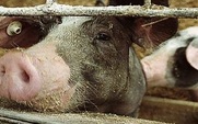 Aside_pig_farming_426