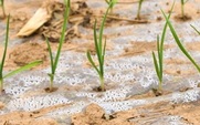 Aside_426_problem-pesticide
