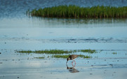 Aside_zoige_wetlands