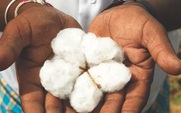 Aside_gm_cotton_1