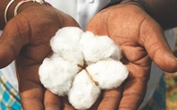 Index_gm_cotton_1