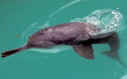 Aside_ganga_river_dolphin