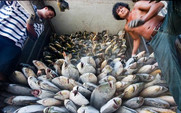 Aside_overfishing