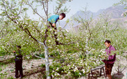 Aside_pollination