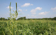 Aside_superweeds