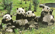Aside_panda