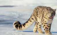 Index_480_russian_snow_leopard