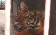 Aside_tiger_captivity
