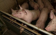 Index_pig_farm