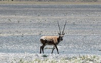 Index_tibet