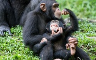 Index_ape_family