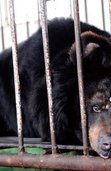 Book_small_black_bear