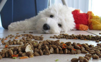 Index_dog_food