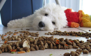 Sidebar_dog_food