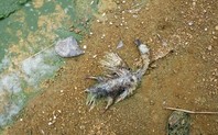 Index_dead-duck2
