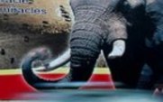 Aside_elephant_poster