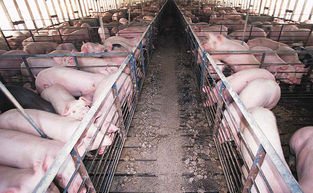 Sidebar_640px-hog_confinement_barn_interior