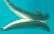 Aside_finless_porpoise_new