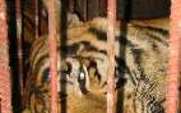 Aside_tiger_bars