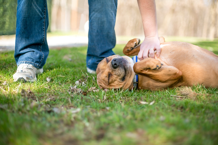 A red and white mixed breed dog lying in the grass and receiving a belly rub