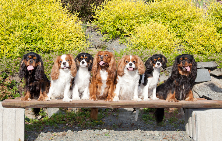 long haired cavalier king charles spaniel