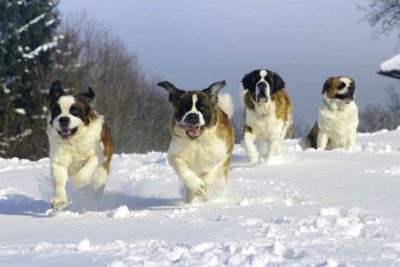 Four Saint Bernards running in the snow