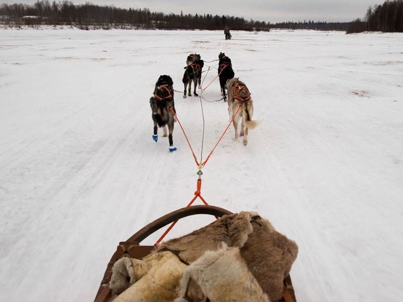 Who Needs Reindeer? 3 Real-Life Sled Dogs