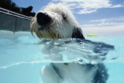 dog pool