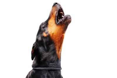 barking dog