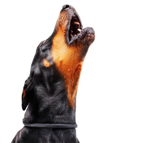 stop dog barking when alone