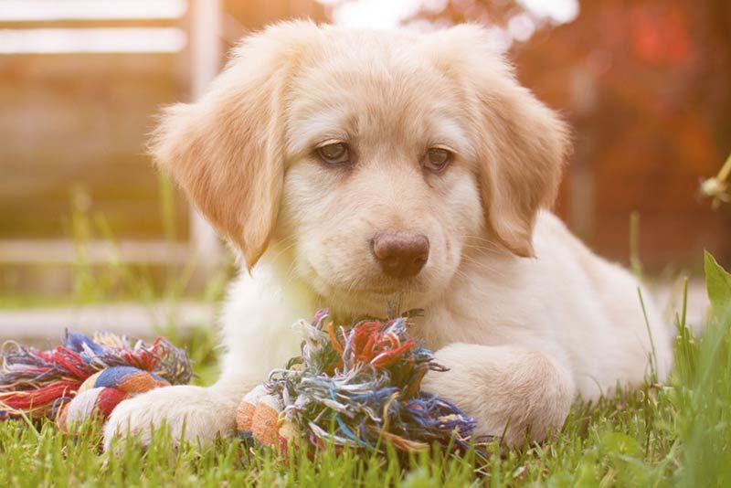 golden puppy