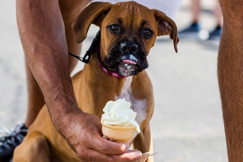 dog with ice cream