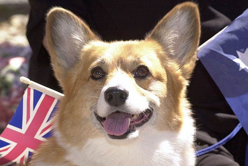 corgi