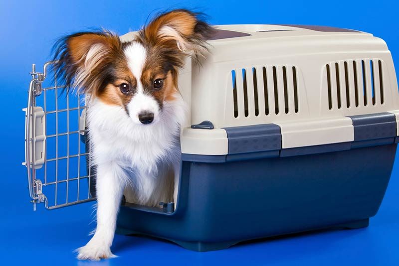 Beginner Lesson Crate Training
