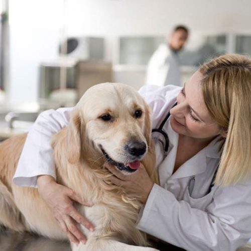 How To Talk To Your Veterinarian About Cbd Oil For Dogs American Kennel Club