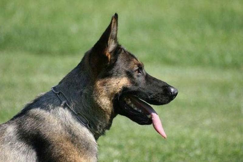 german shepherd and k9