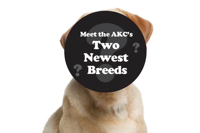 Meet the AKC's Two Newest Breeds American Kennel Club
